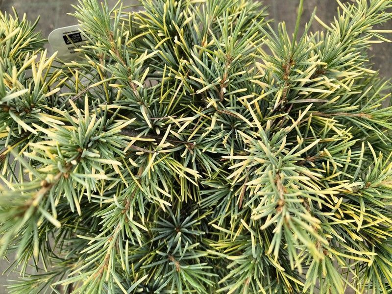 Cedrus deodara "Lime glow"