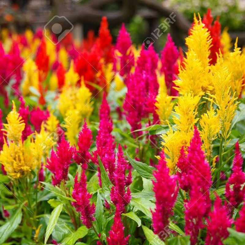 Celosia Argentea plumosa Caja 10 uds.