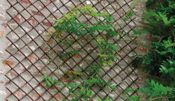 Celosía de mimbre Willow Trellis