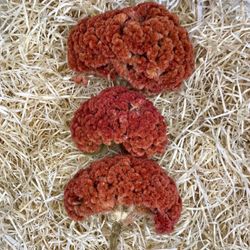 Celosías Bombay Dark Pink Preservadas Caja 3 uds.