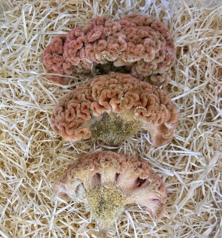 Celosías Bombay Pink Preservadas Caja 3 uds.