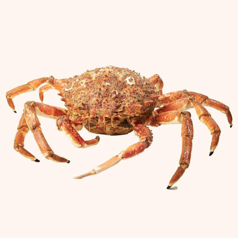 Centolla viva 600/800gr