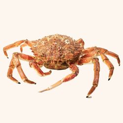 Centolla viva 600/800gr