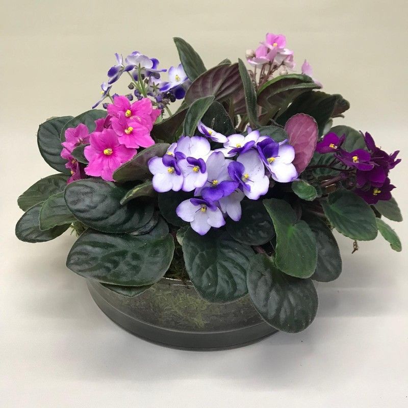 Centro de Cristal con Saint Paulias