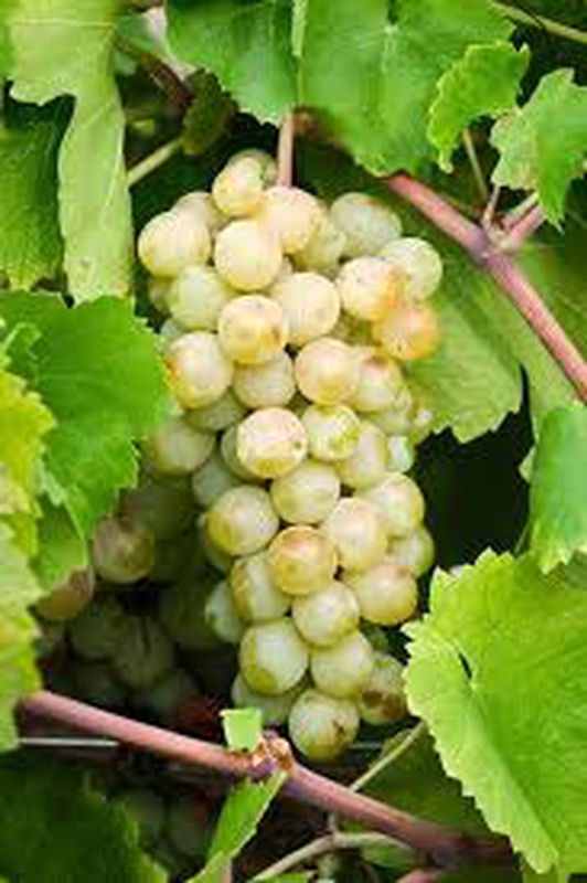 Cepa Pie Bajo - uva de mesa C-19 Aledo