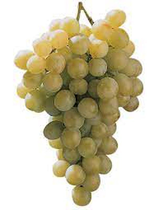 Cepa Pie Bajo - uva de mesa C-19 Moscatel Italia