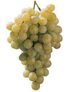 Cepa Pie Bajo - uva de mesa C-19 Moscatel Italia