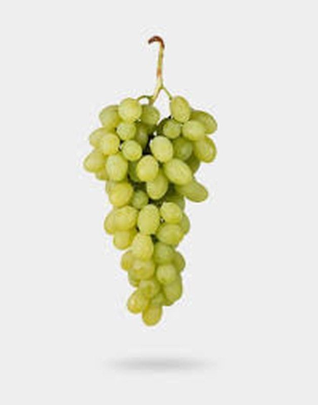 Cepa Pie Bajo - uva de mesa C-19 Victoria