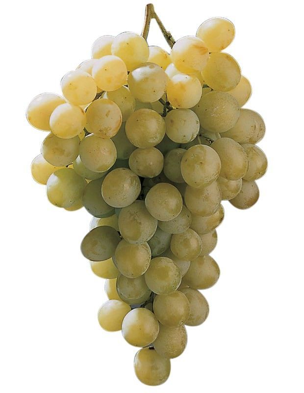 Cepa Pie Bajo - uva para vino C-19 Macabeo