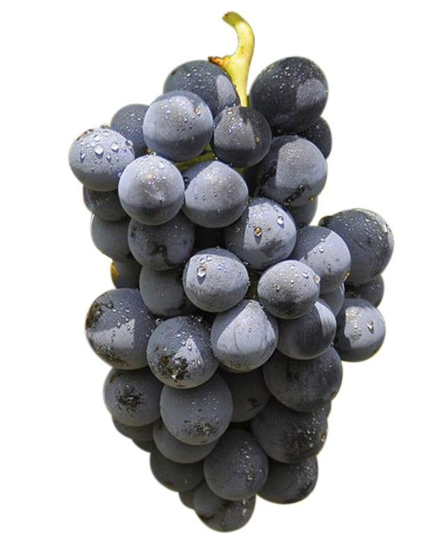 Cepa Pie Bajo - uva para vino C-19 Mazuelo