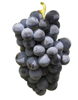 Cepa Pie Bajo - uva para vino C-19 Mazuelo