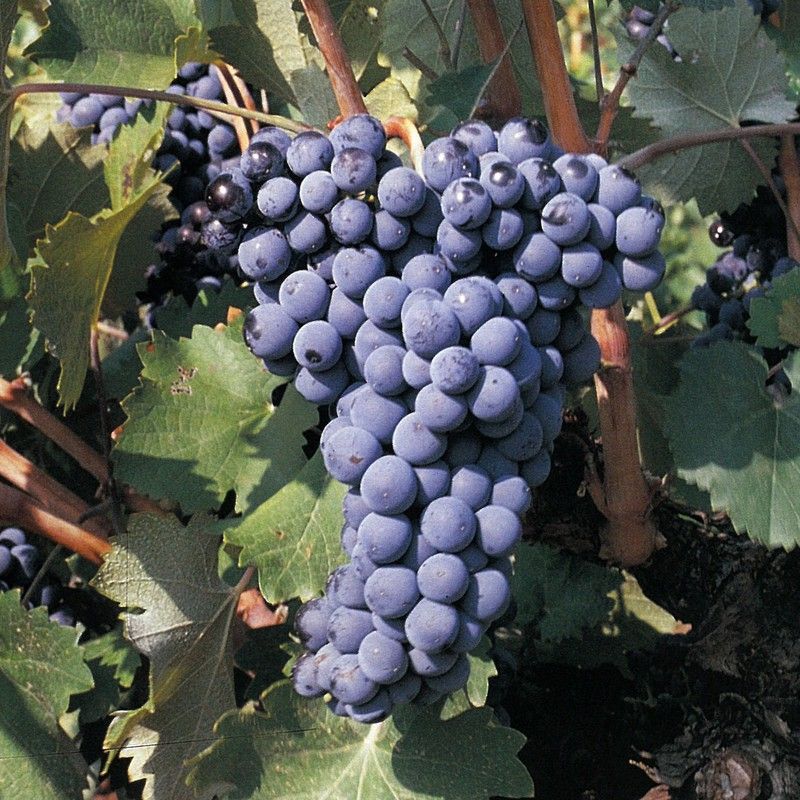 Cepa Pie Bajo - uva para vino C-19 Monastrell