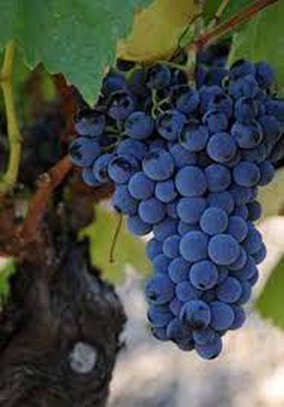 Cepa Pie Bajo - uva para vino C-19 Tintorera