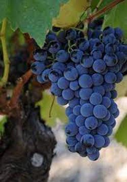 Cepa Pie Bajo - uva para vino C-19 Tintorera