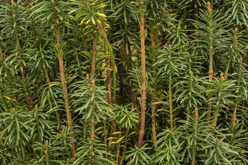 Cephalotaxus harringtonia "Fastigiata"