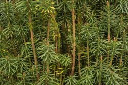 Cephalotaxus harringtonia "Fastigiata"