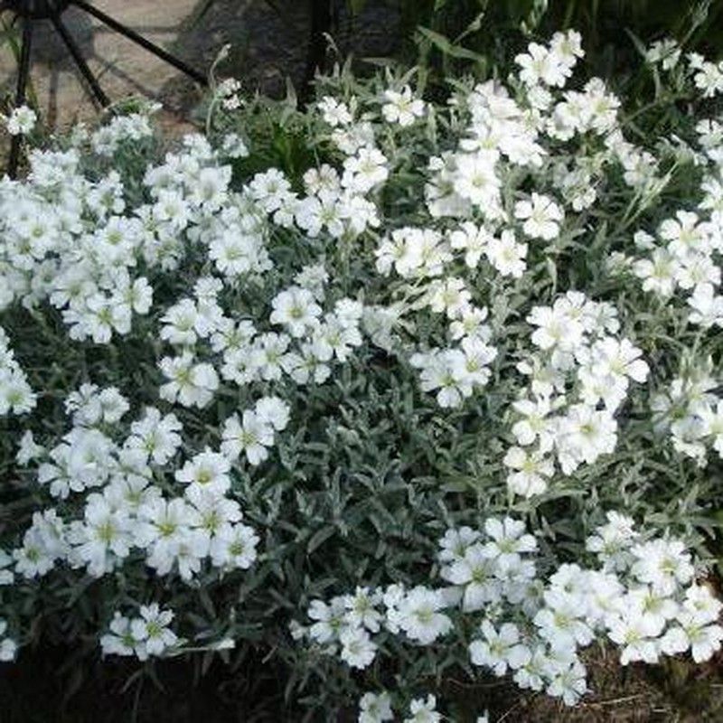 Cerastium Tomentosum Caja 15 uds.