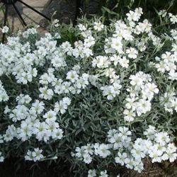 Cerastium Tomentosum Caja 15 uds.