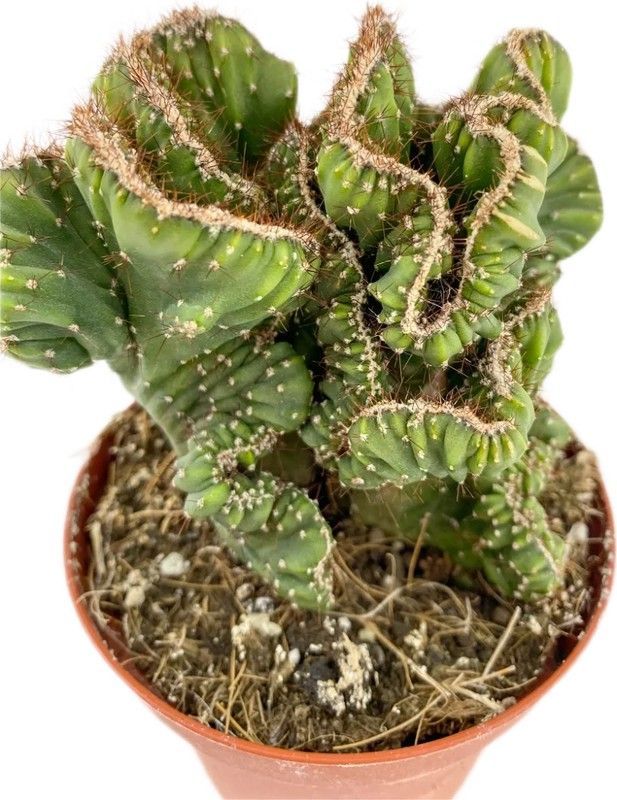 Cereus Forbessi Espiral