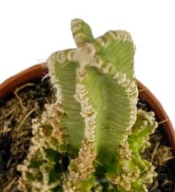 Cereus Tetragonus Castillo de  hadas