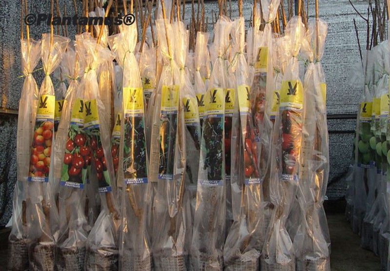 Cerezo blanca de Provence. Prunus avium.