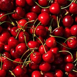 Cerezo Durone Negro Vigonla (mediados de junio) C-24  ITALIA