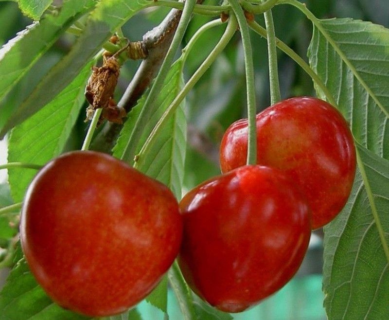 Cerezo Estrella C-24  ITALIA