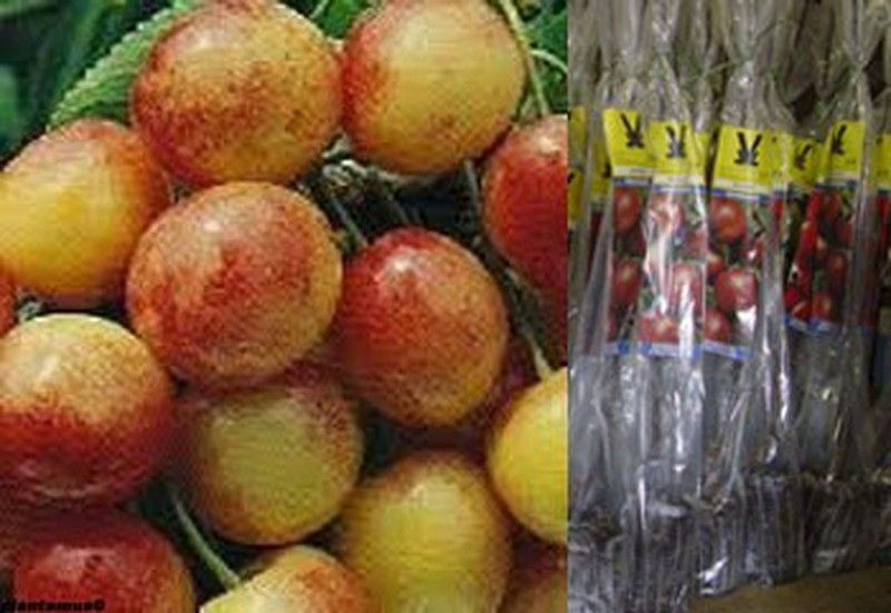 Cerezo Garrafal Napoleón en cepellón