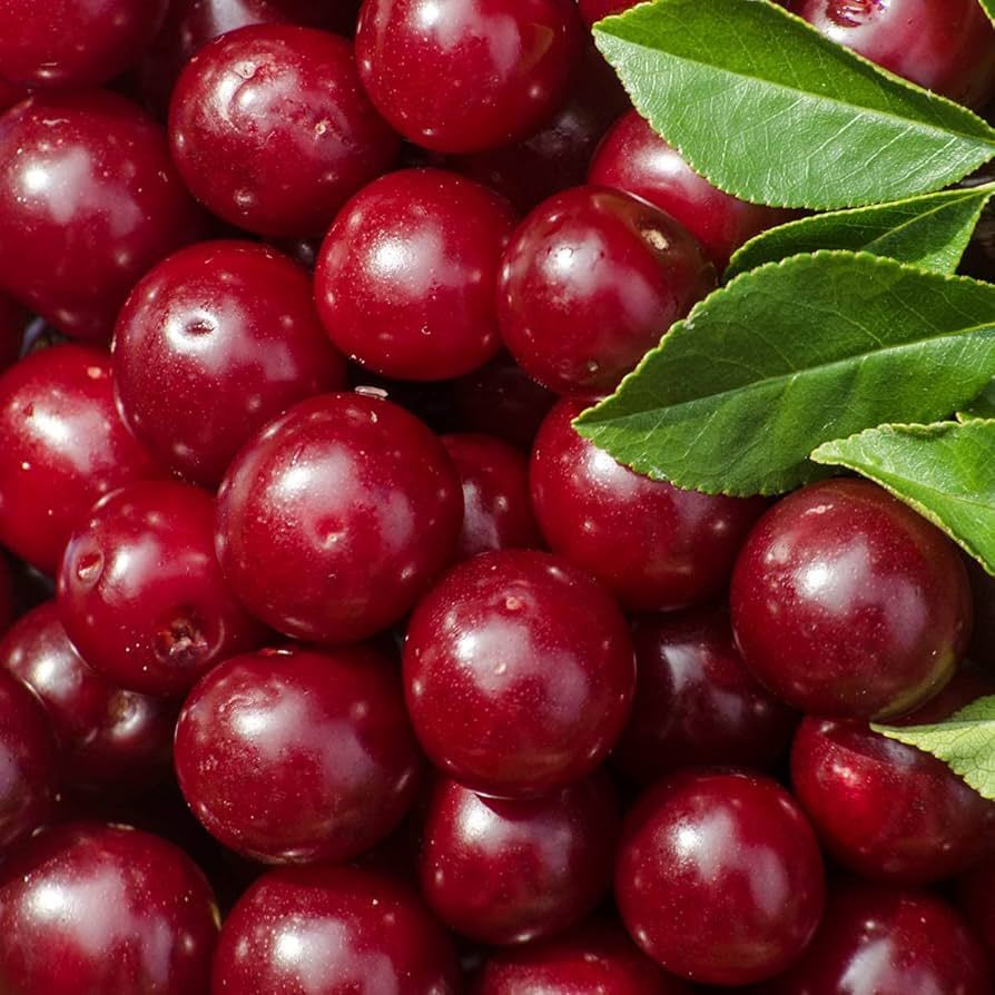 Cerezo Giorgia CT.42  ITALIA