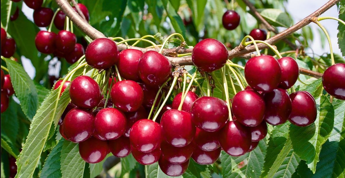 Cerezo Hedelfinger C-24  ITALIA