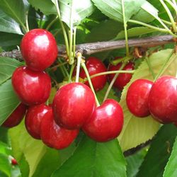 Cerezo Lapins C-24  ITALIA