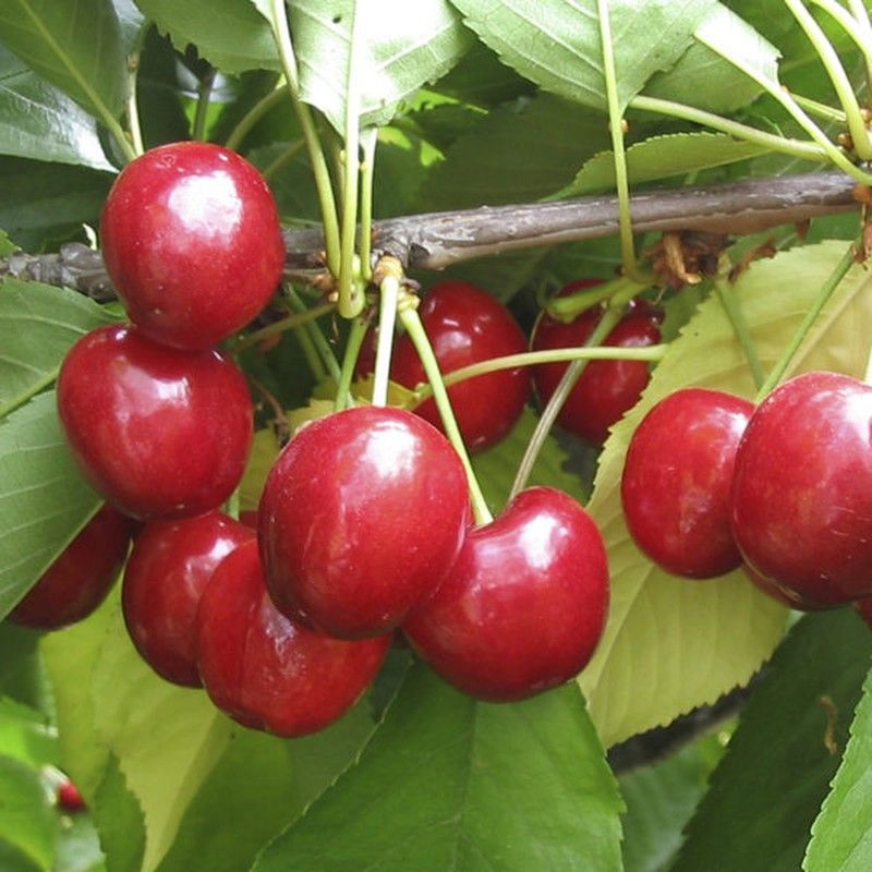 CEREZO LAPINS Prunus cerasus C-19