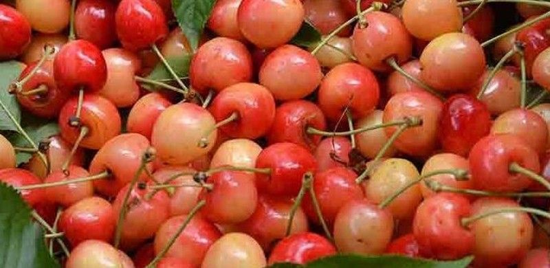 Cerezo Napoleón CT.42  ITALIA