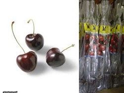 Cerezo negro Garrafal de Lérida en cepellón