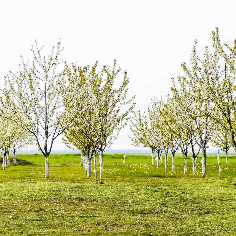 Cerezo para producir madera, cerdeira, Prunus avium