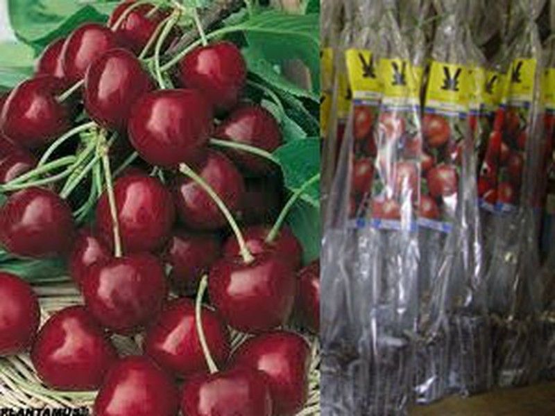 Cerezo rojo Burlat en cepellón