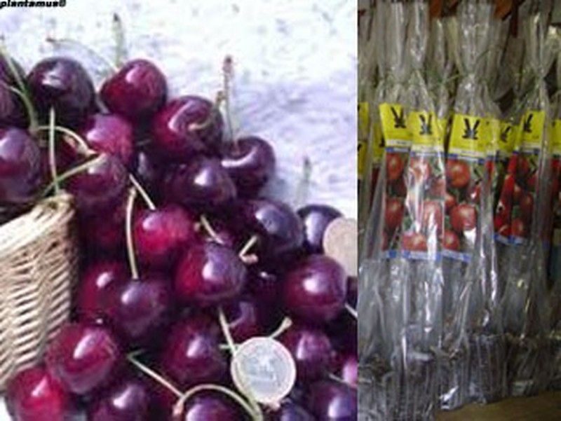 Cerezo rojo Sunburst. Frutal con cepellón