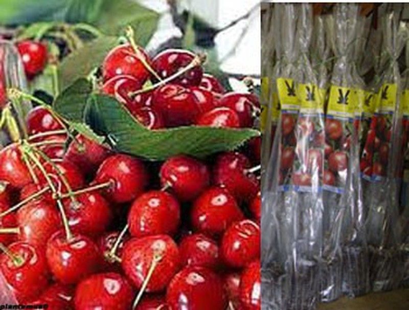 Cerezo rojo Van en cepellón