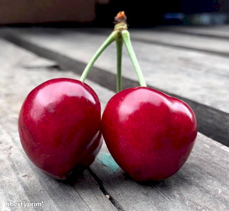 Cerezo Summit C-24  ITALIA