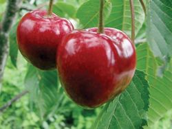 Cerezo Van CT.42  ITALIA