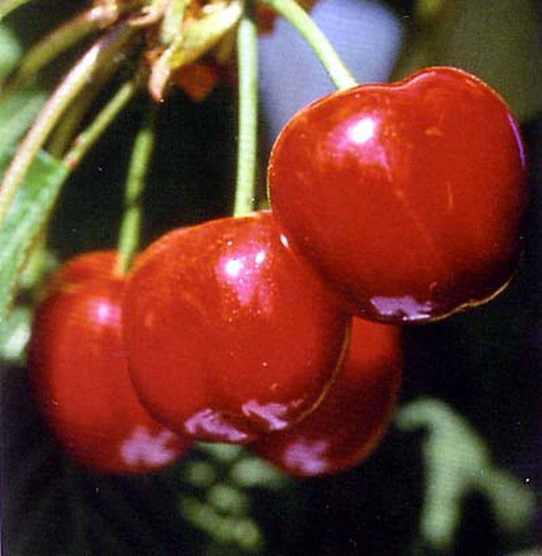 Cerezos Burlat