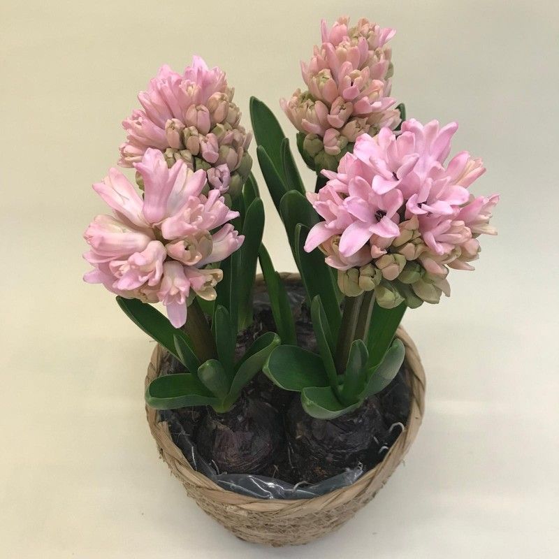 Cesta de Mimbre con Jacintos