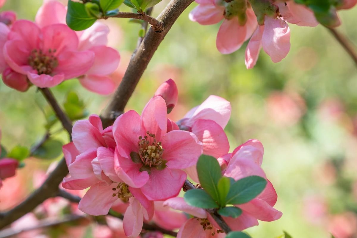 Chaenomeles superba Pink lady - Membrillero del Japón rosa