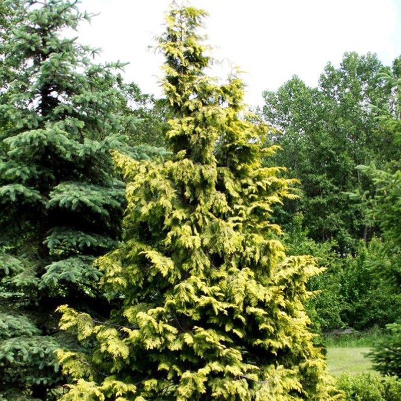 Chamaecyparis nootkatensis pendula Aurea