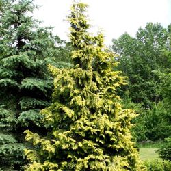 Chamaecyparis nootkatensis pendula Aurea
