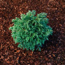 Chamaecyparis pisifera "Baby blue​"