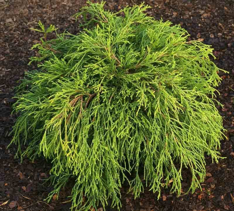 Chamaecyparis pisifera "Sungold"