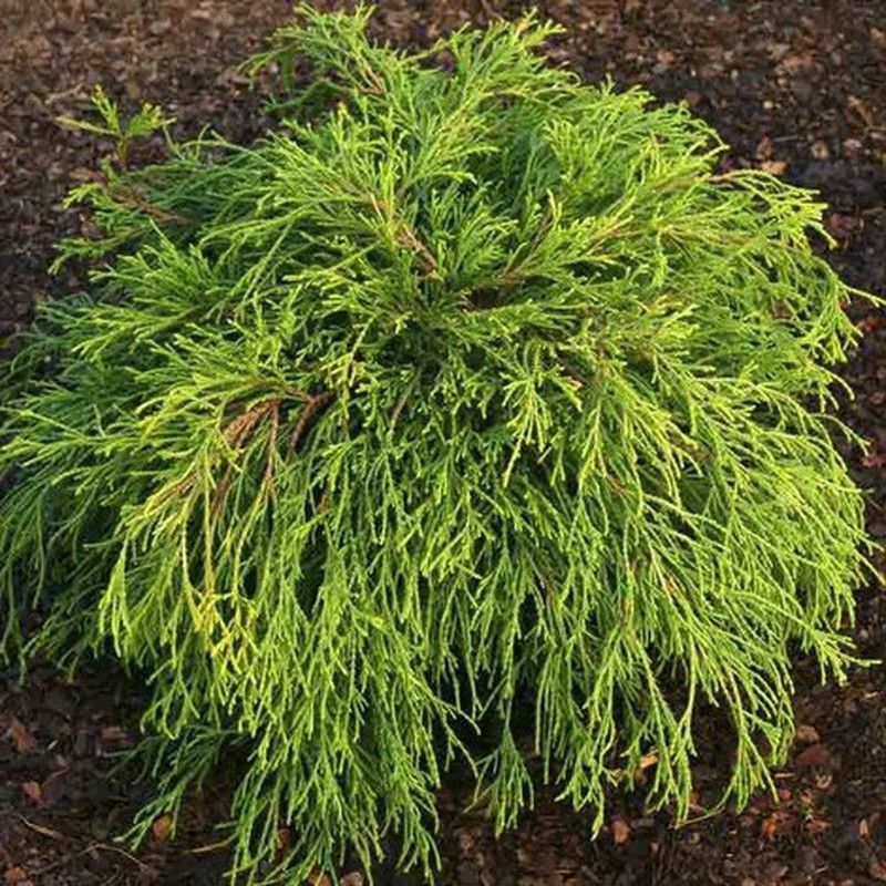 Chamaecyparis pisifera 'Sungold