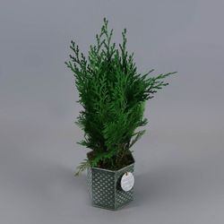 Chamaecyparis Stardust Preservado 20 cm