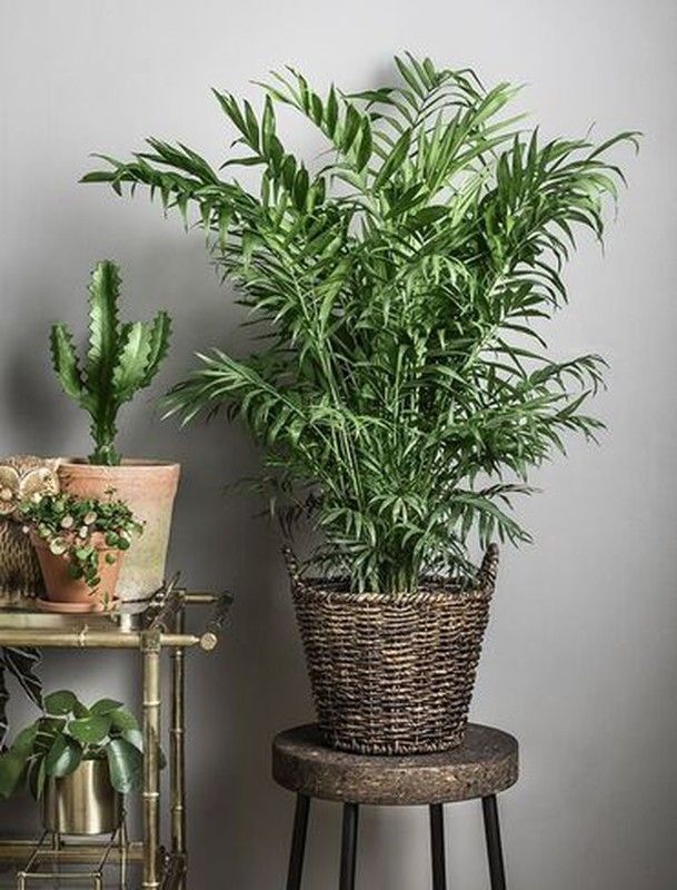 Chamaedorea c-21 / 70 cm altuira premium